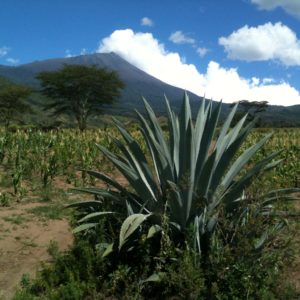 Spikes in the Desert