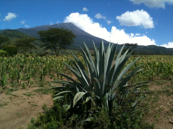 Spikes in the Desert